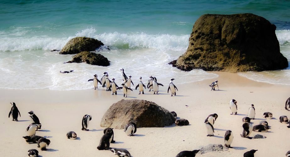Boulders Beach en pinguins